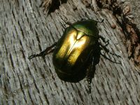 Protaetia cuprea obscura