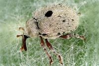 Cionus olens