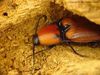 Elater ferrugineus