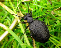 Meloe rugosus