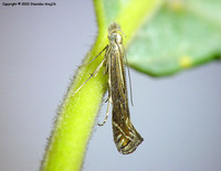Isophrictis striatella