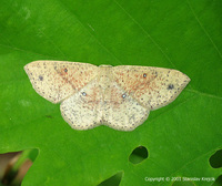 Cyclophora porata - False Mocha