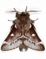 Eriogaster lanestris - Small Eggar