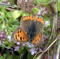 Lycaena phlaeas - Small Copper