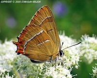 Thecla betulae - Brown Hairstreak