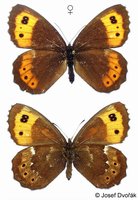 Erebia ligea - Arran Brown