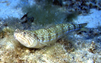 Synodus saurus, Atlantic lizardfish: fisheries, gamefish