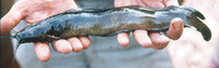 Clarias pachynema, :