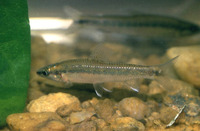 Nannocharax ansorgii, : aquarium