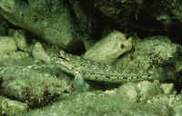 Istigobius goldmanni, Goldman's goby: aquarium