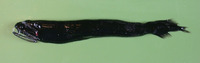 Photostomias guernei, :