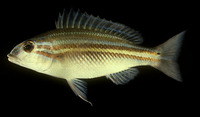Scaevius milii, Green-striped coral bream: fisheries