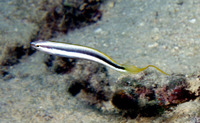 Aspidontus dussumieri, Lance blenny: aquarium