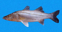 Centropomus nigrescens, Black snook: fisheries, gamefish