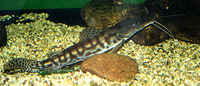 Pseudoplatystoma tigrinum, Tiger sorubim: fisheries, gamefish, aquarium