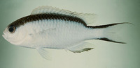 Pomacentrus fuscidorsalis, Tahitian reef-damsel: