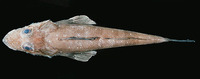 Grammoplites scaber, Rough flathead: fisheries