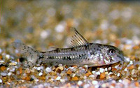 Corydoras cochui, Barredtail corydoras: aquarium
