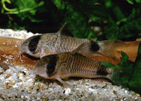 Corydoras panda, Panda corydoras: aquarium