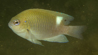 Pomacentrus colini, Colin's damsel: