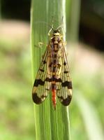 Panorpa communis - Scorpion Fly