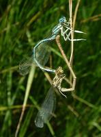 Platycnemis pennipes