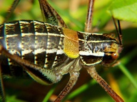 Barbitistes constrictus