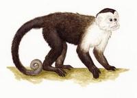 Image of: Cebus capucinus (white-faced capuchin)