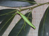Rhaphiderus scabrosus