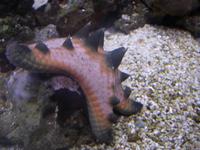 Protoreaster nodosus - Horned Sea Star