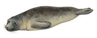 Image of: Mirounga angustirostris (northern elephant seal)