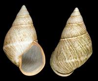 Atopochochlis exarata