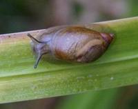 Succinea putris - European ambersnail