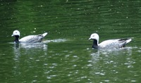 Chen canagica - Emperor Goose