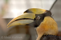 Buceros bicornis - Great Hornbill
