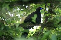 Chamaepetes unicolor - Black Guan