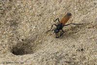 Image of: Sphecinae