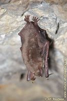 Myotis myotis - Greater Mouse-eared Bat