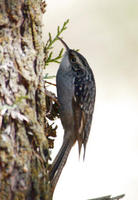 Image of: Certhia himalayana (bar-tailed treecreeper)