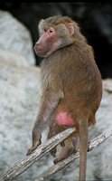 Papio hamadryas - Hamadryas Baboon