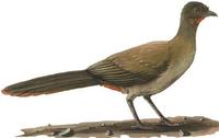 Image of: Ortalis ruficauda (rufous-vented chachalaca)