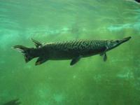 Atractosteus spatula - Alligator Gar