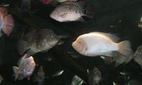 Image of: Cichlasoma (American cichlids)