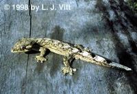 Image of: Thecadactylus rapicauda (turnip-tailed gecko)