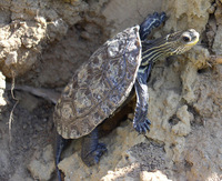 Mauremys rivulata rivulata - Caspian Pond Turtle