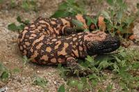 Heloderma suspectum suspectum - Reticulate Gila Monster