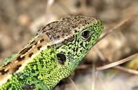 Lacerta agilis - Sand Lizard