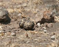 Indian Courser - Cursorius coromandelicus