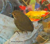 Scaly-breasted Wren Babbler - Pnoepyga albiventer