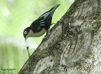 Blue Nuthatch - Sitta azurea